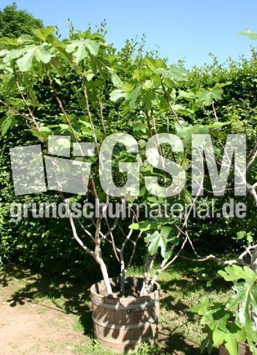 Feigenbaum.jpg